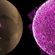 Las auroras, como las ha detectado la sonda MAVEN: Imagen: NASA / Universidad de Colorado